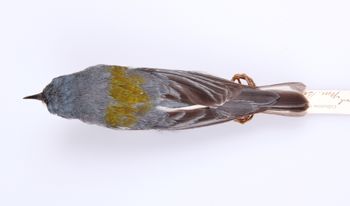 Media type: image;   Ornithology 211628 Description: Parula americana;  Aspect: dorsal